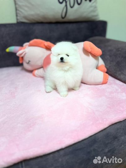 Щенки шпица