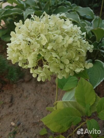 Гортензия древовидная Баунти