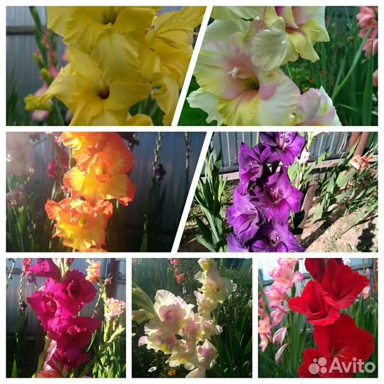 Гладиолусы луковицы