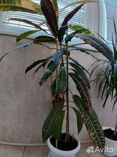 Комнатные цветы кротон, драцена