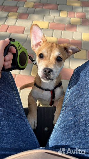 Отдам в добрые руки