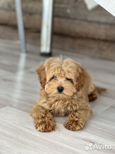 Щенки Мальтипу