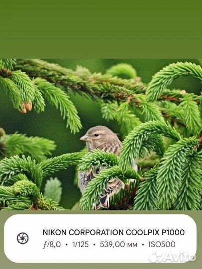 Nikon coolpix p1000