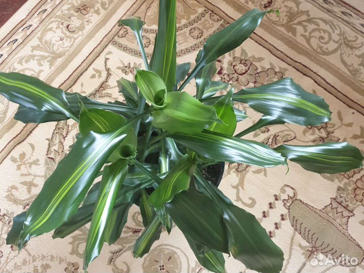 Комнатные цветы