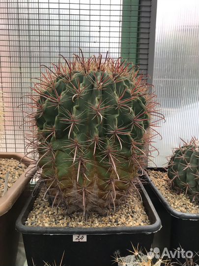 Ferrocactus vislizeni