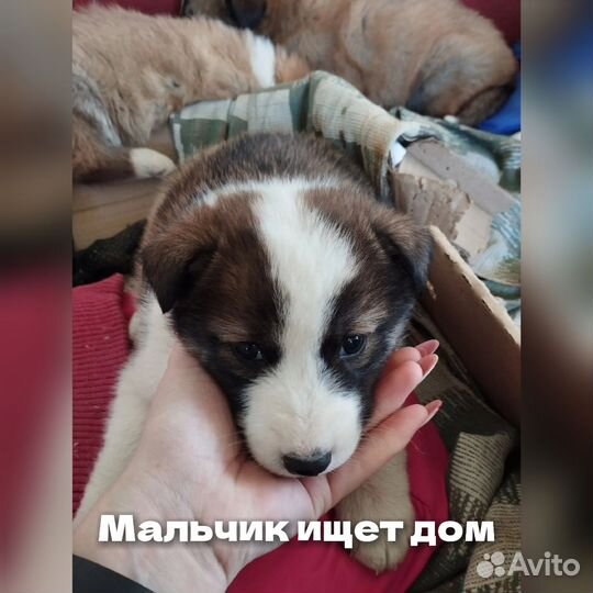 Ищут дом щенки(мальчики)