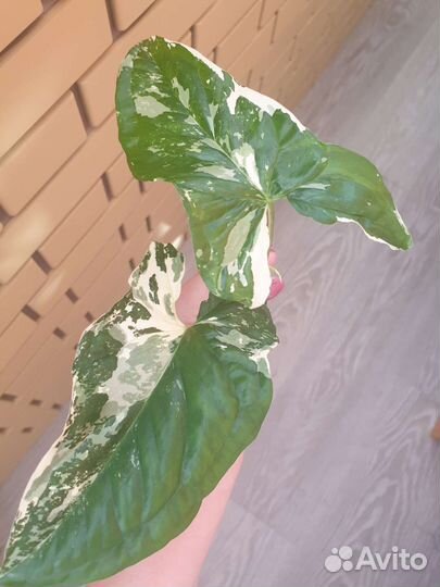 Сингониум imperial white