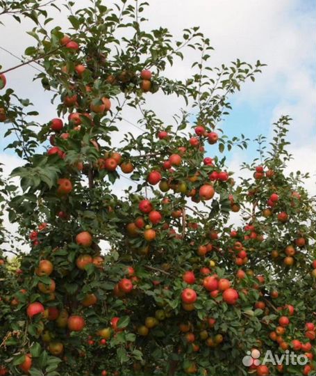 Саженец яблони Хоней Крипс