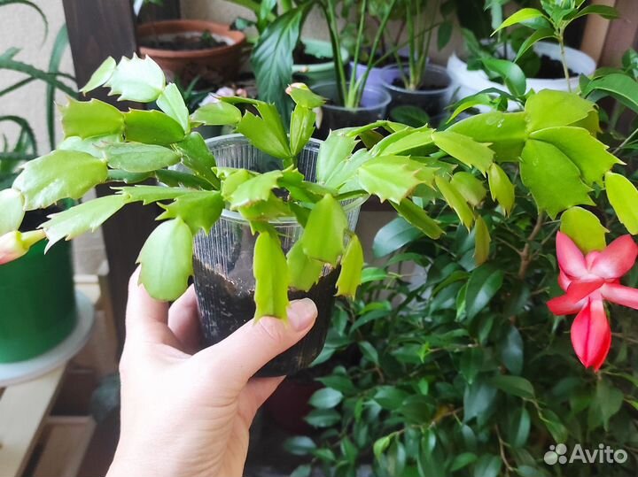 Декабрист шлюмбергера персикового и розового цвета