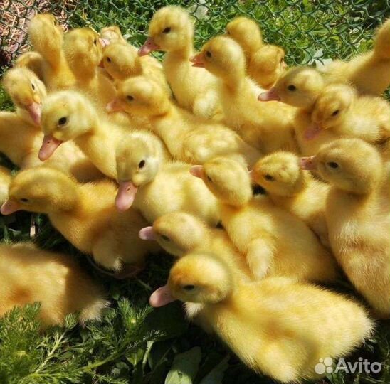 Утята Черри-велли 7 суток