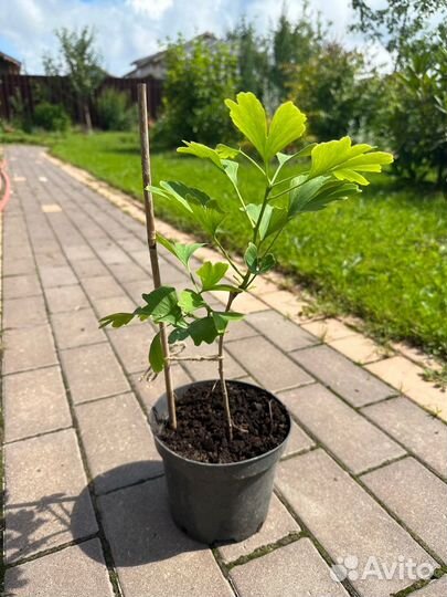 Гинкго билоба саженцы