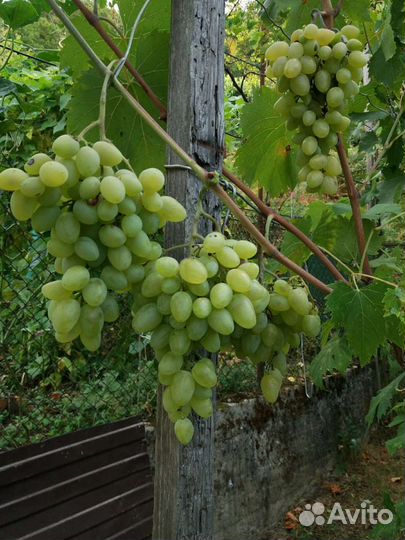 Куст виноградный