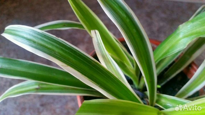 Хлорофитум зеленый.полосатый.кудрявый