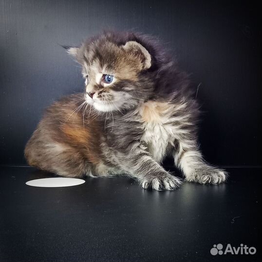 Котята мэйн кун