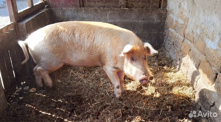 Хряк на племя