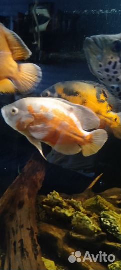 Рыба разная