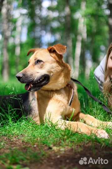 Собака в добрые руки отдам бесплатно