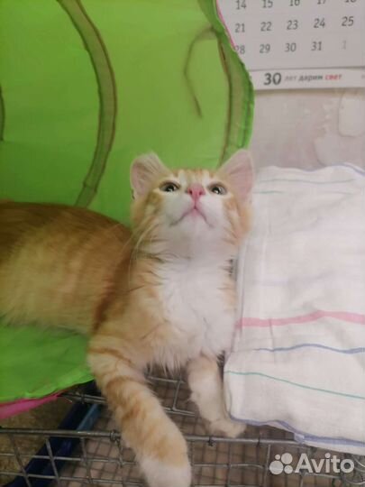 Котик в добрые руки