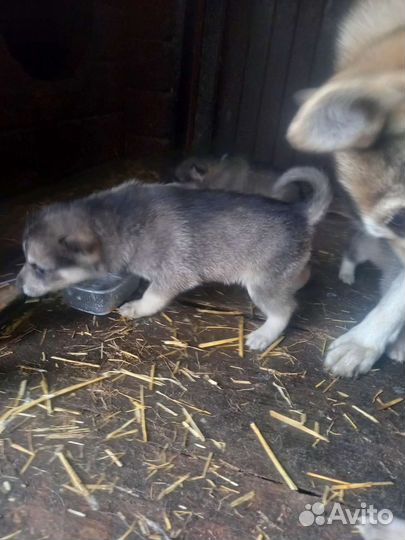 Западно сибирская лайка