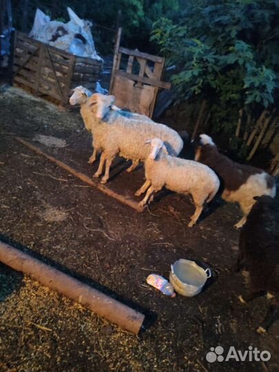 Овцы бараны
