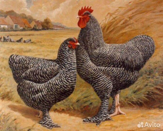 Инкубационное яйцо мехеленской кукушки