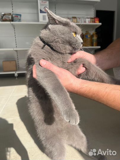 Британский кот
