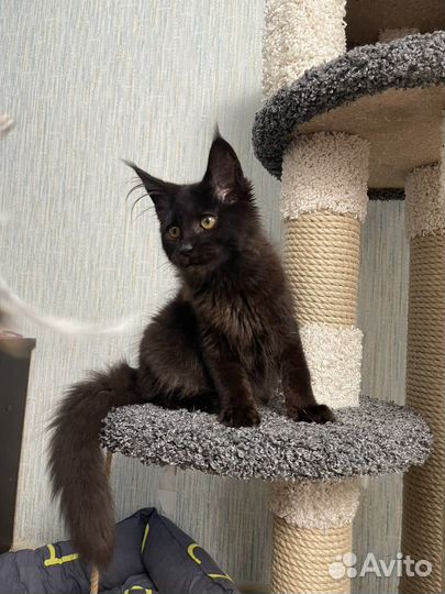 Котята мейн-кун девочки и мальчики