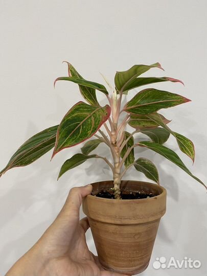 Сциндапсус неон, аглаонема пинк аврора и др