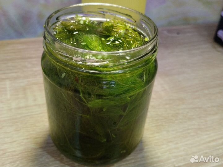 Роголистник