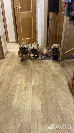 Французский бульдог кабель вязка