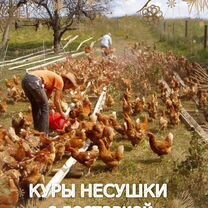 Куры несушки к порогу