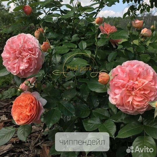 Саженцы роз