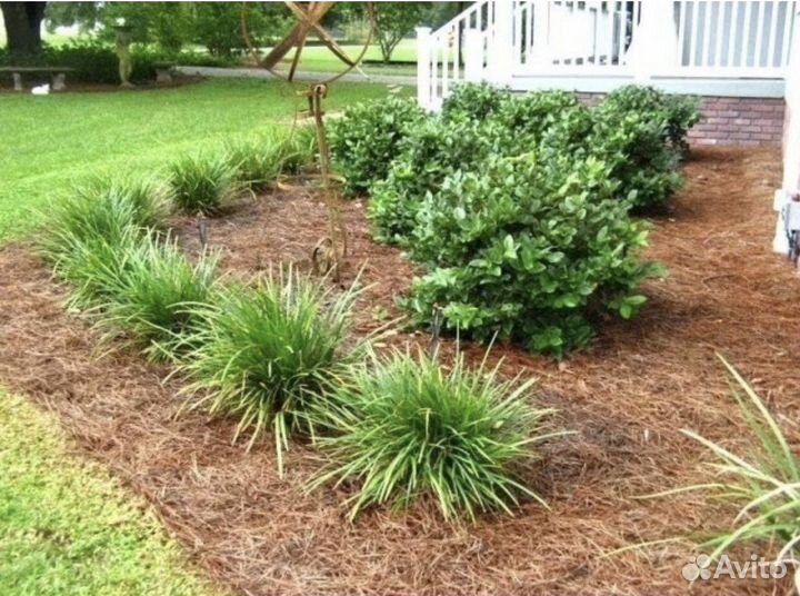 Хвойный опад