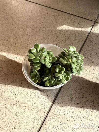 Излишки суккулентов