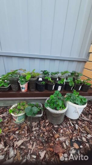 Клубника ремонтантная Виктория