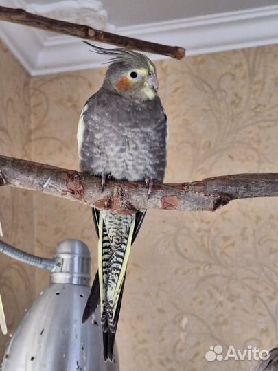 Попугай Корелла девочка