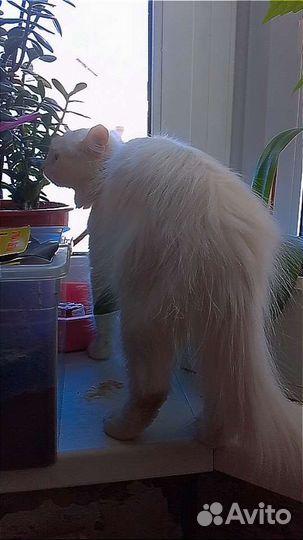 Кошка в добрые руки