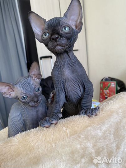 Канадский сфинкс