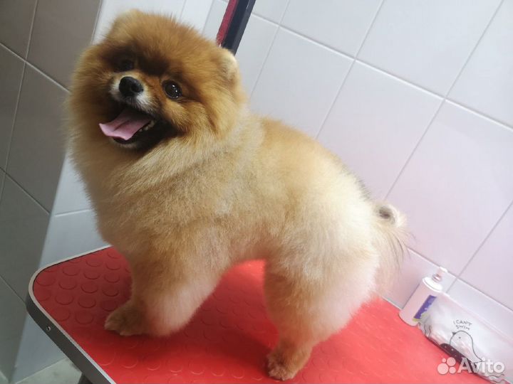 Грумер (груминг, стрижка кошек и собак)