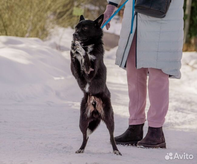 Молодые собаки небольшие
