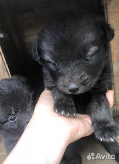 Собаки, щенки лабрадор