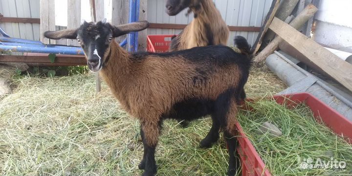 Козлята