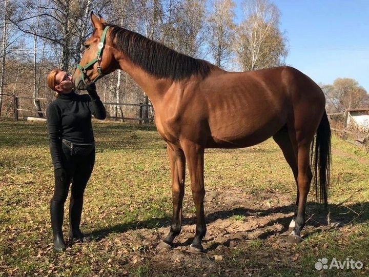 Ганноверский жеребец на случку