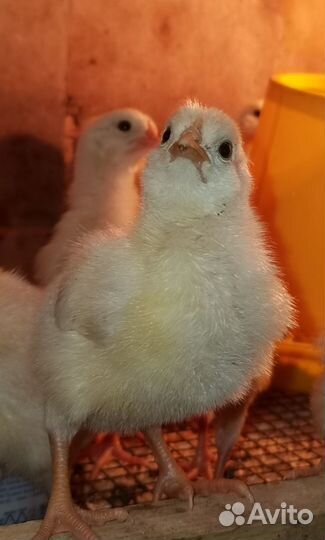 Бройлер суточный
