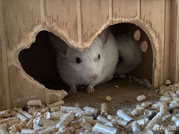 Шиншилла девочка