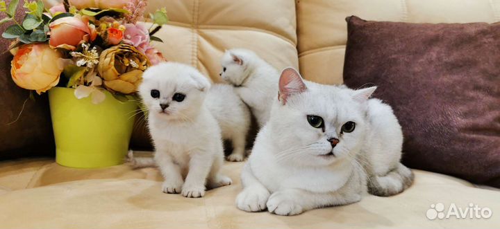 Шотландские котята
