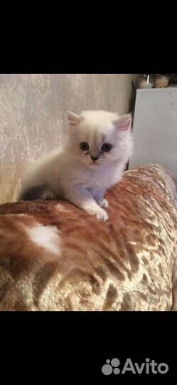 Британский кот вязка