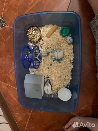 Хомяки Джунгарики