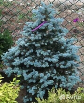Семена голубой ели Рио Гранде