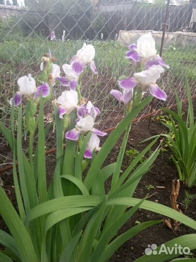 Многолетние цветы